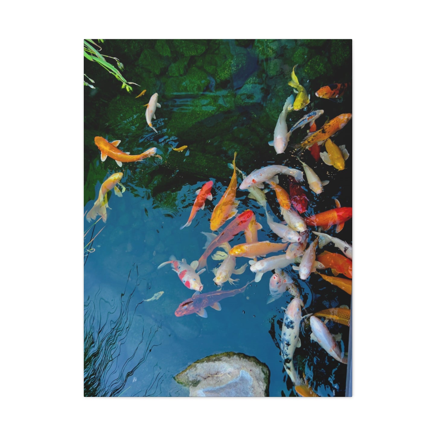 "Koi" - Canvas Gallery Wraps