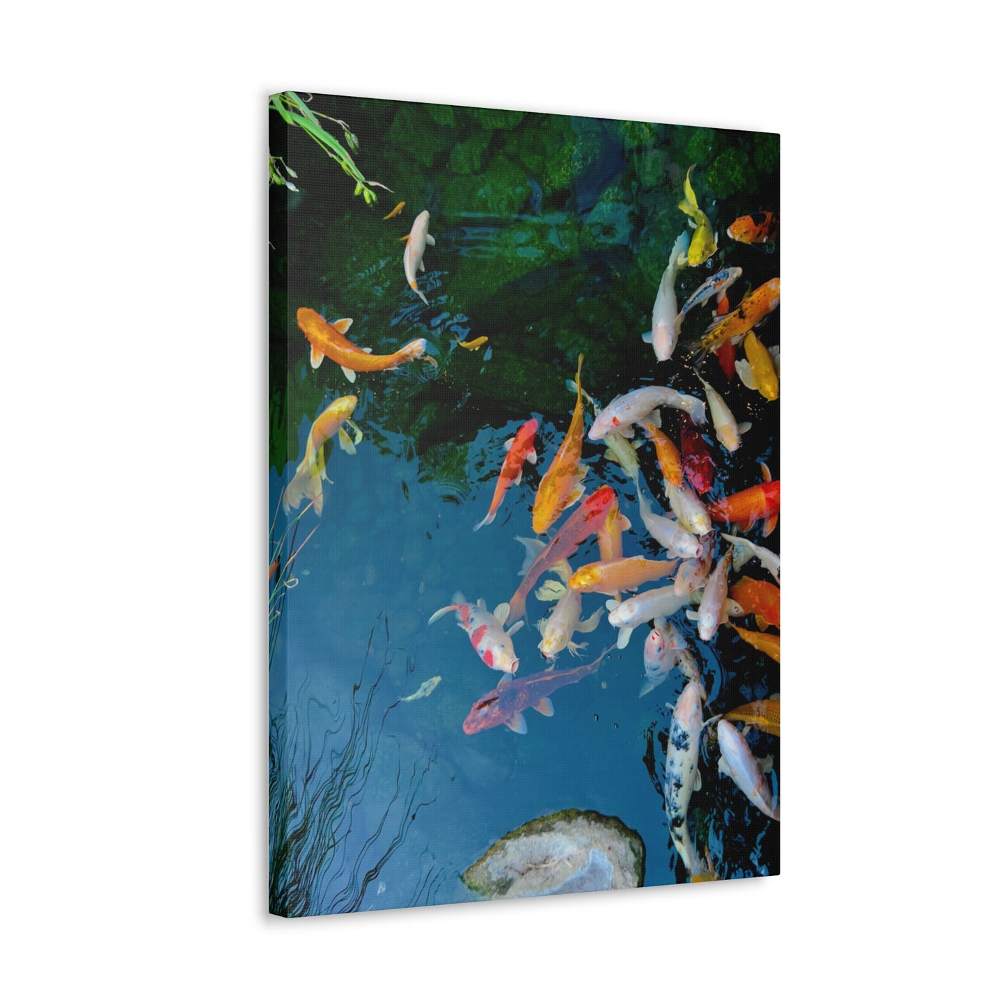 "Koi" - Canvas Gallery Wraps