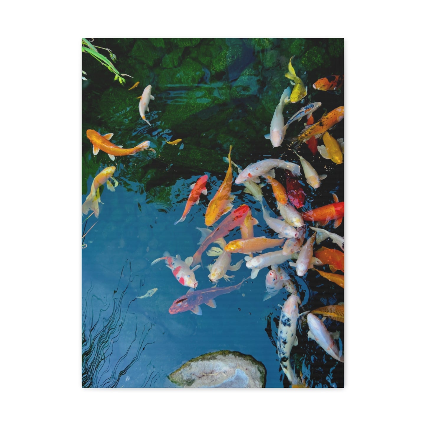 "Koi" - Canvas Gallery Wraps