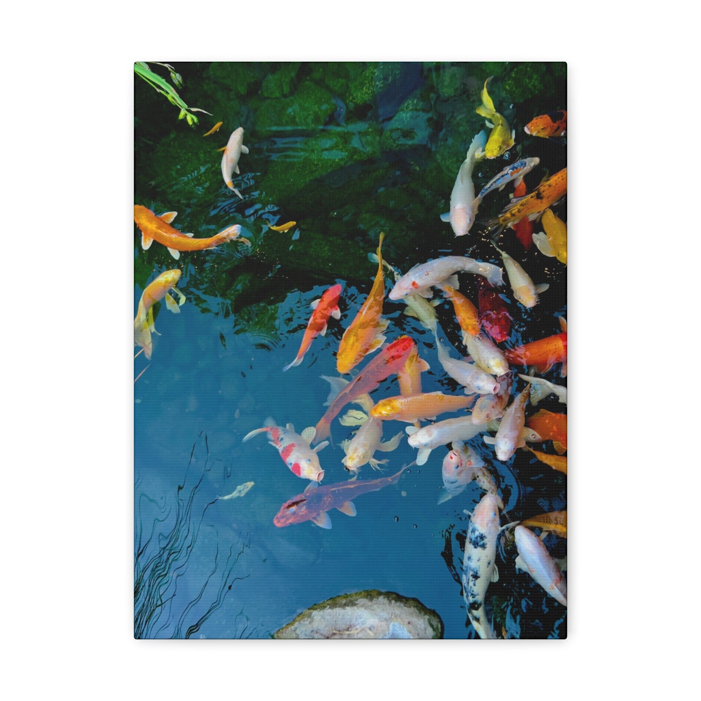 "Koi" - Canvas Gallery Wraps