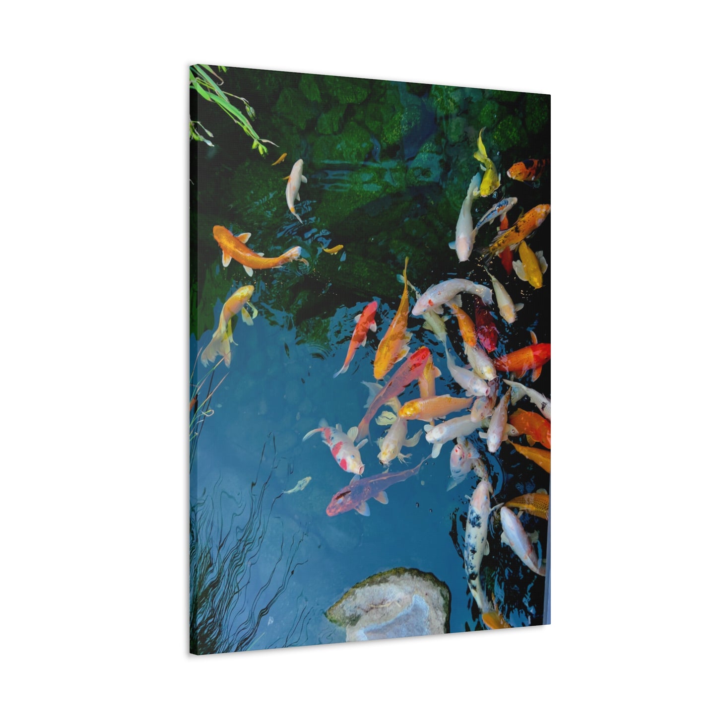 "Koi" - Canvas Gallery Wraps