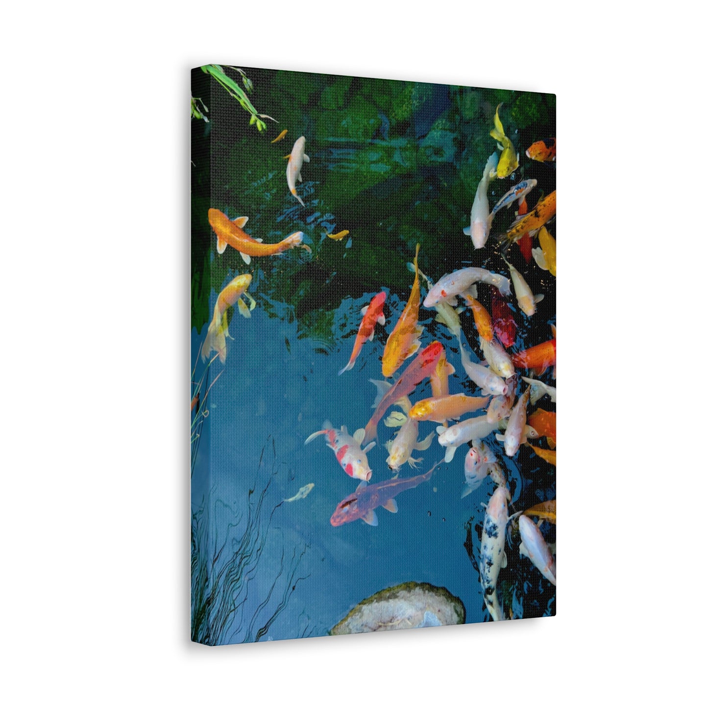 "Koi" - Canvas Gallery Wraps